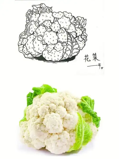 花菜06线描写生绘画步骤