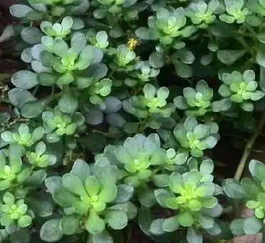 请问谁知道这是什么草药?_百度知道