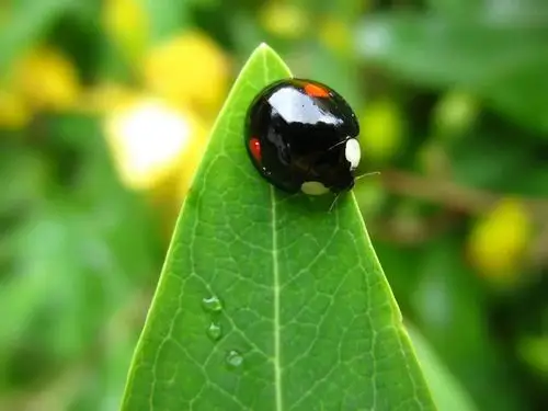 marsman小课堂瓢虫家族