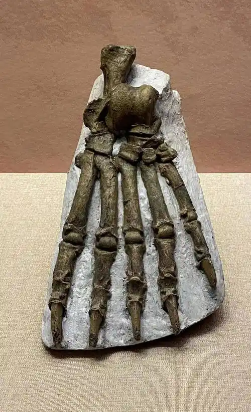 周口店"北京人":我从远古走来,现在来到太原…_化石_遗址_古人类