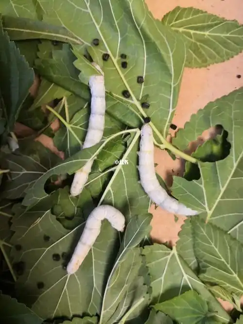 懒得结茧的蚕宝宝直接化甬