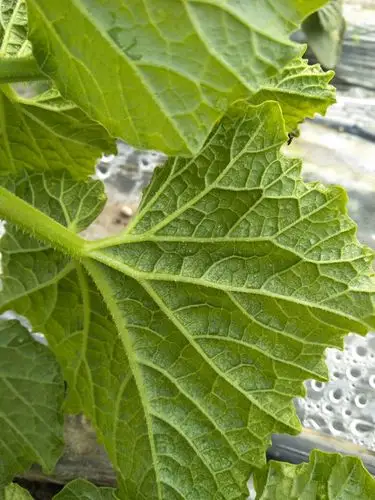 老师好甜瓜叶子正常吗