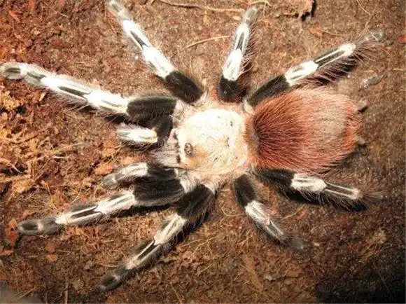 巴西白间红尾有毒吗