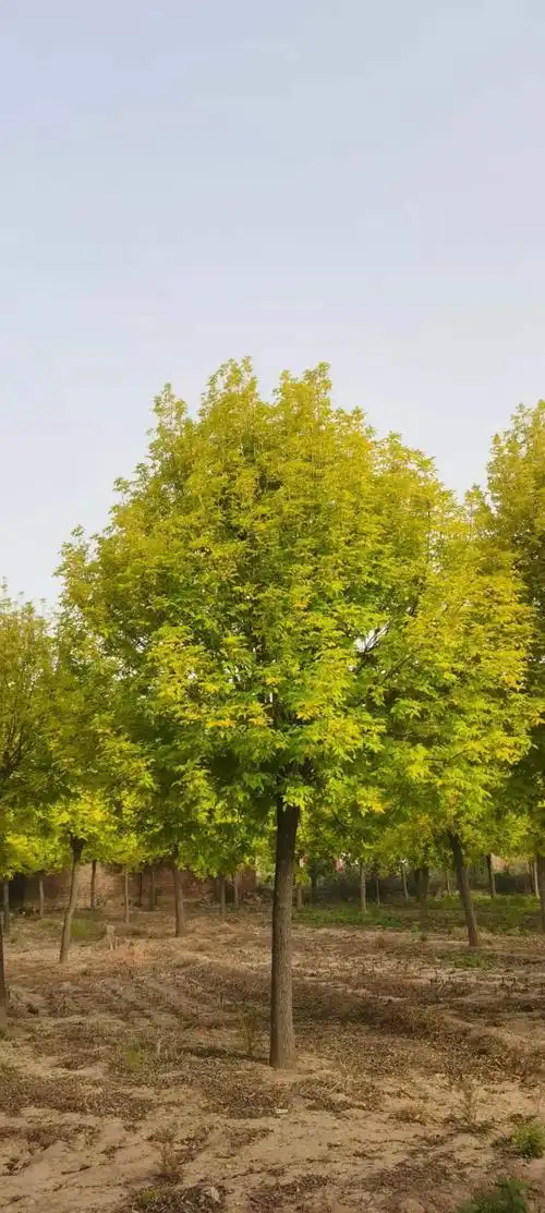 定兴金叶白蜡全国免费送货上门