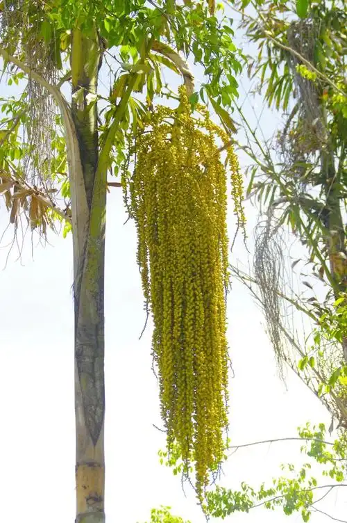 山野寻奇鱼尾葵