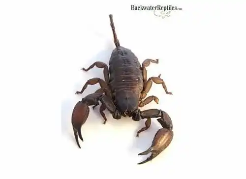 large flat-rock scorpion