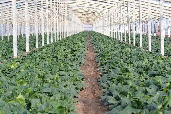 宋涛 张高铭 葛静静)昌乐迎来降温天气,而在鄌郚镇清风岭村的菠菜大棚