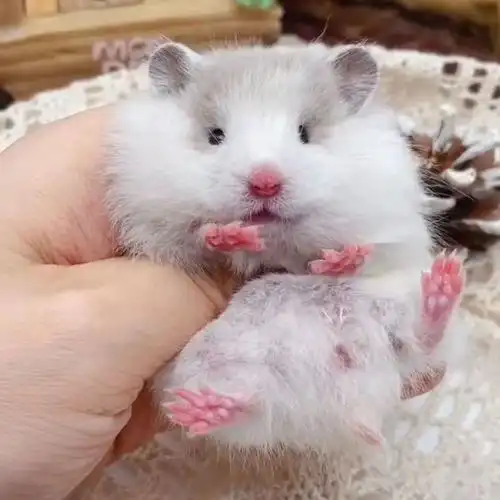 长毛金丝熊米熊丁香情侣一对活体健康易上手金丝熊仓鼠活物 丁香短毛