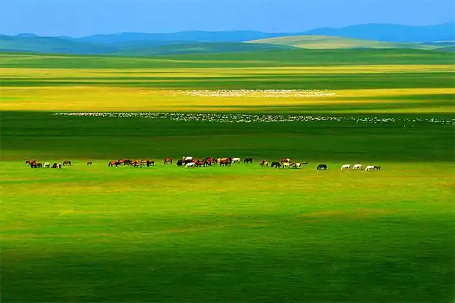 (冲量新品)内蒙古,鄂尔多斯双飞5日跟团游([绝无强销]希拉穆仁大草原