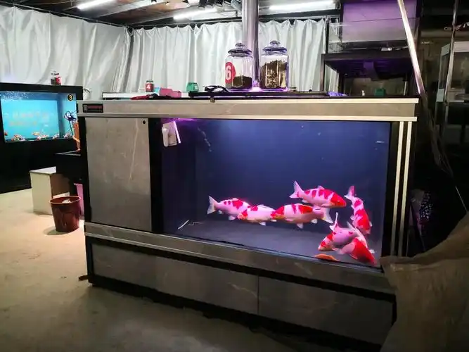 各式锦鲤地缸欣赏