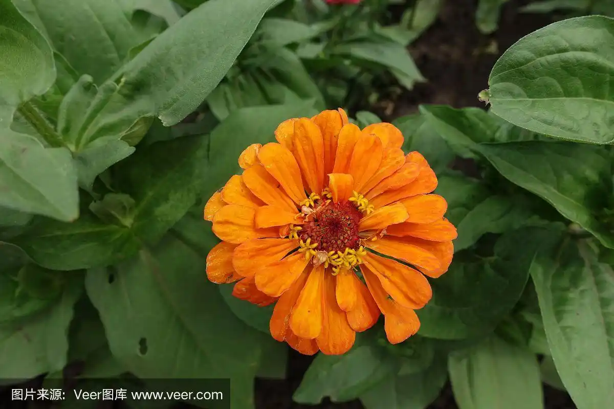 百日草的鲜橙色花头