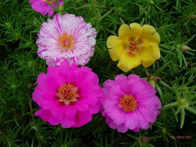 发布时间:2017/04/25 产品描述: 青州繁华园艺主要产品有山东草花