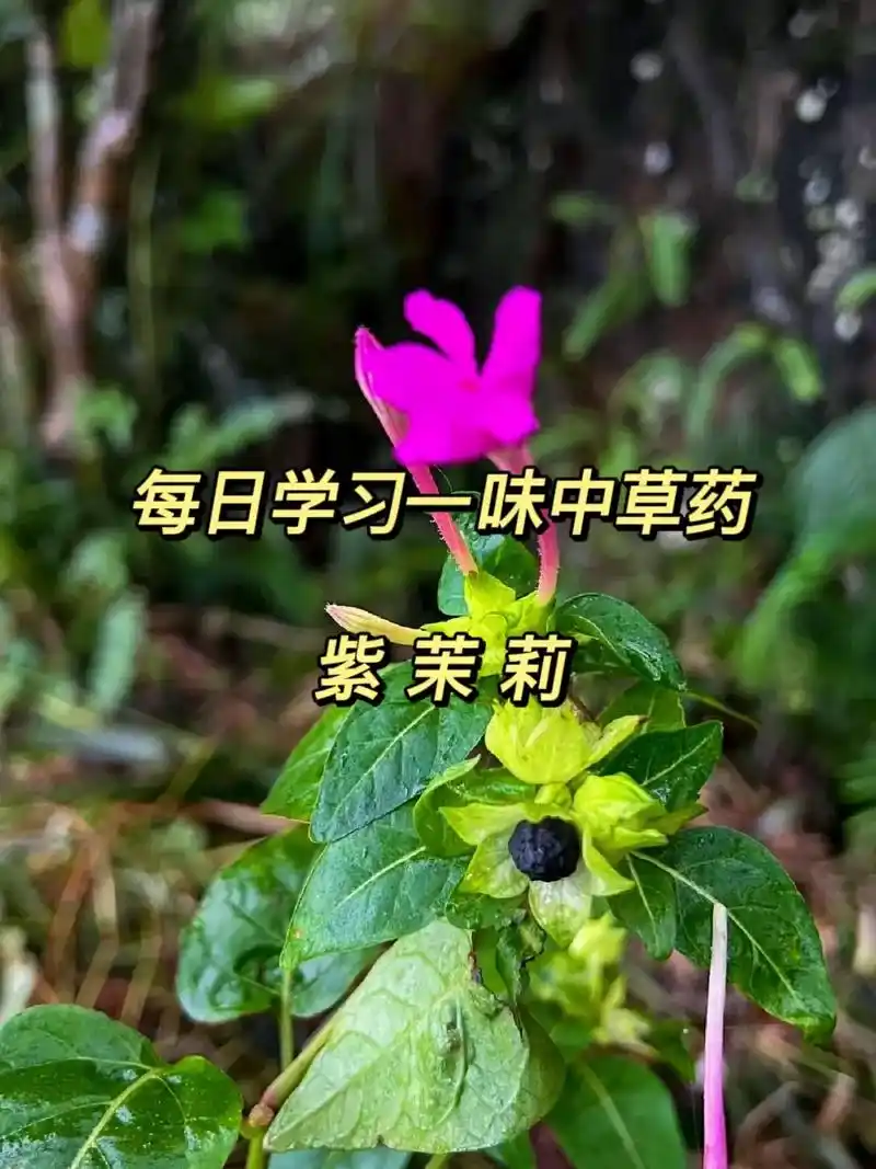 你的家乡有这种植物吗 紫茉莉:草本,高可达1米.根肥粗,倒 - 抖音