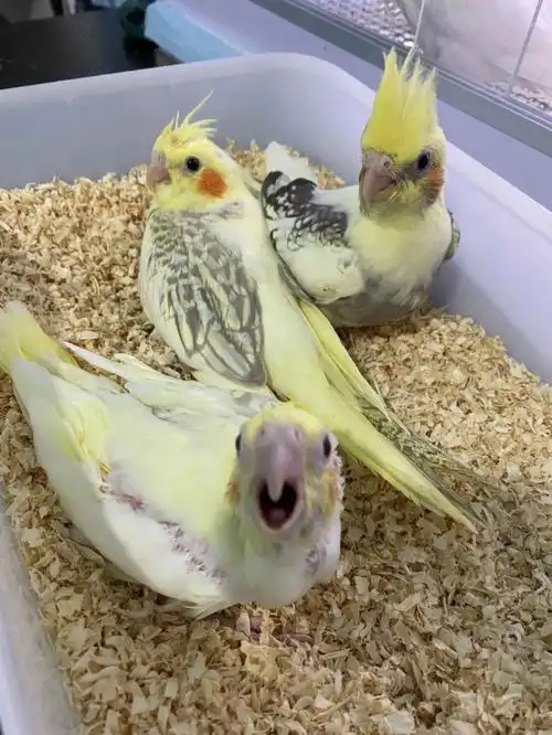 玄凤鹦鹉,三个红脸派特,单独购买中趴200一只,超高趴300一只,三只打包