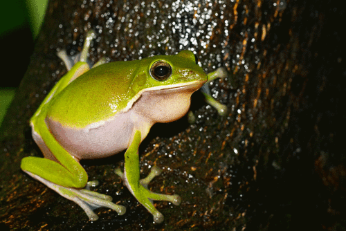 从青蛙之死说起