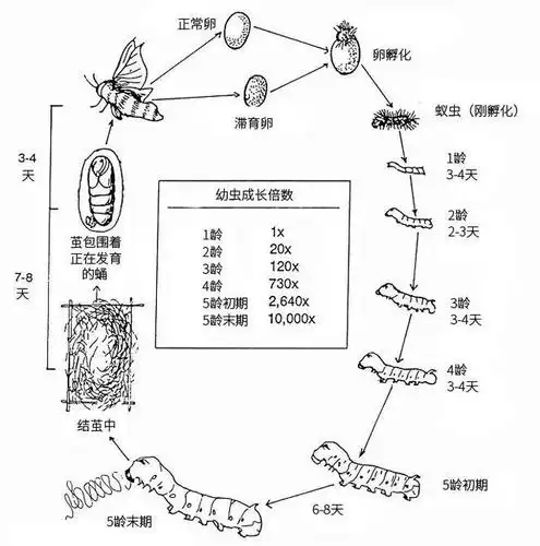 爱问小朋友们的养蚕大作战