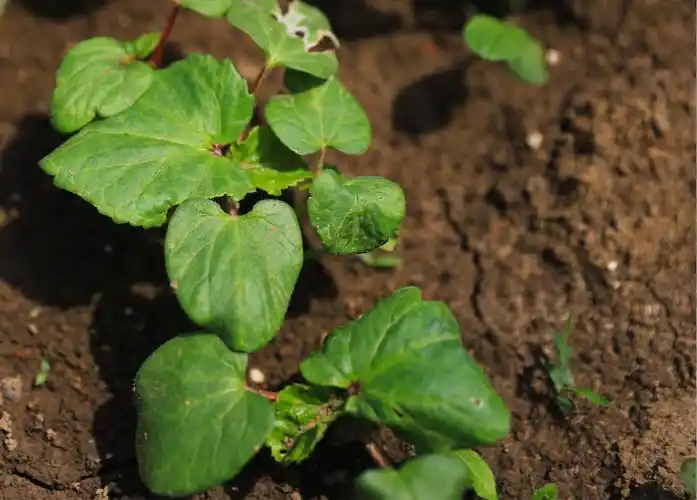 碧绿的秋葵苗,小伙伴们惊奇的发现其中一片叶子被虫啃了,该抓虫喽!