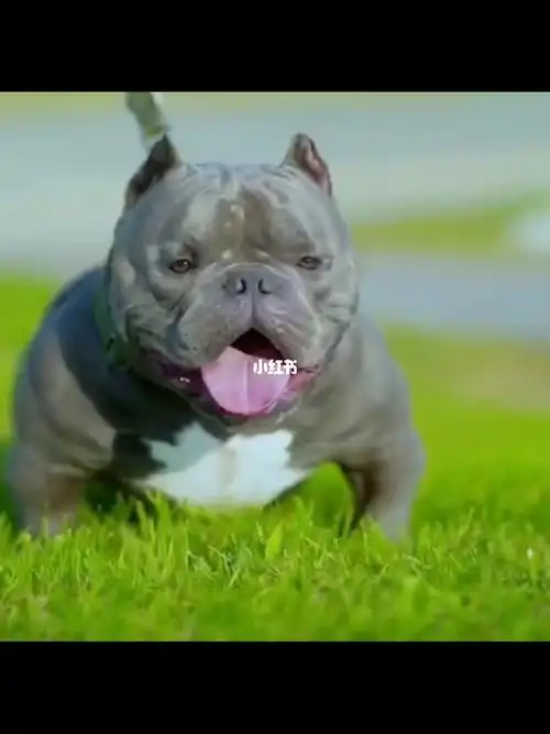 十月份伯爵后代参加全美恶霸展