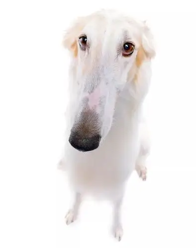 宜动宜静——俄罗斯猎狼犬丨真狗秀