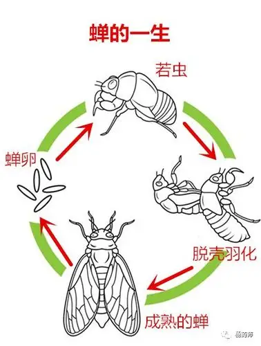 了解蝉蜕,昆虫界大片《肖申克的救赎》