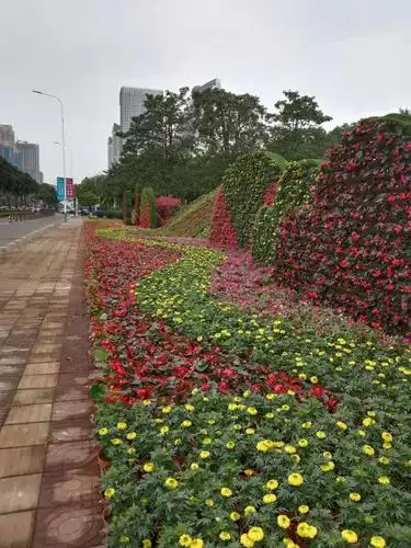 百花盛绽,喜迎元旦—海口市公共绿化管理所积极开展元旦摆花布景工作