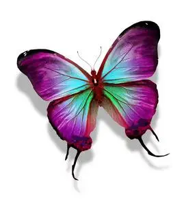 彩色蝴蝶翅膀图片