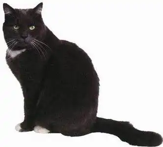 史上最全的猫咪品种介绍你都知道吗