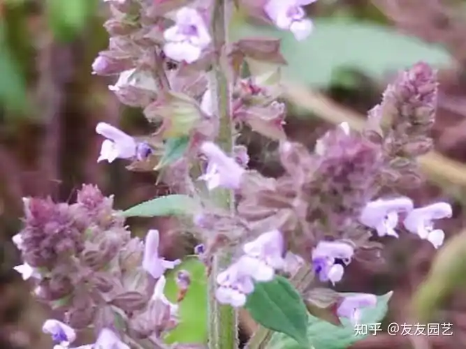 民间常用中草药癞蛤蟆草为何又叫荔枝草