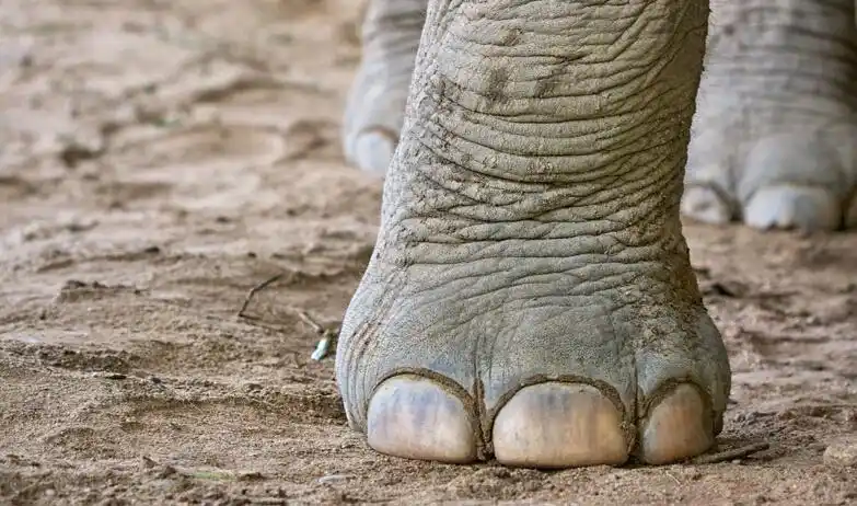 原来3d打印也有大象腿的苦恼