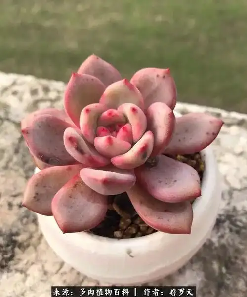 纪念那些曾经美过但已香消玉殒的多肉们!