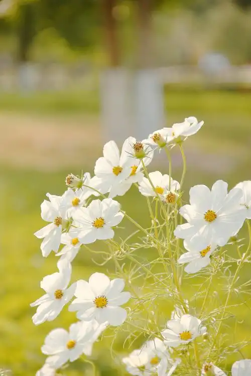 秋天的格桑花白色清新暖色调秋色