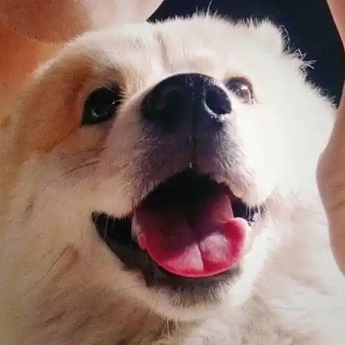 最后用一张我的微信头像结尾吧,是外出散步的时候拍下的它.