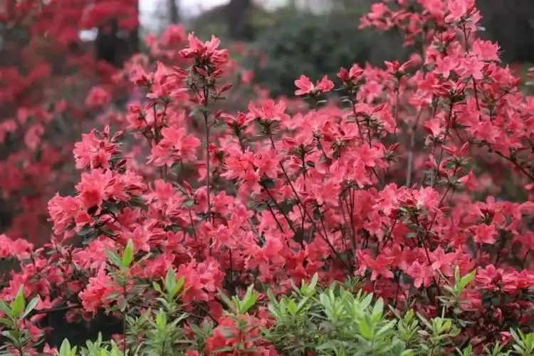 最新赏花指南!湖南,来这里看映山红!_腾讯新闻