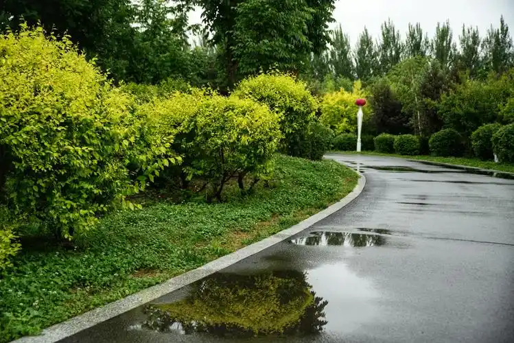 雨后建三江植物园