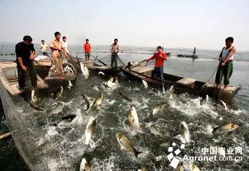 淡水鱼养殖如何降低成本 让获利更多?(图)
