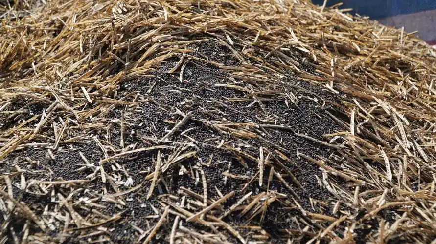 油菜籽熟了这个五一你要回家帮忙吗