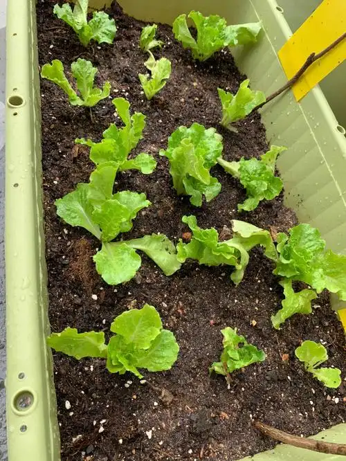 阳台种菜的快乐