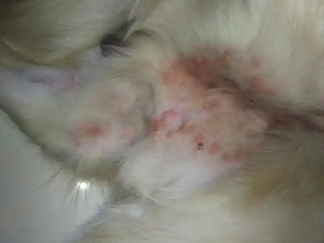 狗狗四肢内侧成这样了,严重的已经化脓了,是狗癣还是耍什么?严重么