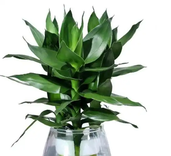 养富贵竹有讲究,一盆养几根?放什么位置?怎样养护?你了解吗