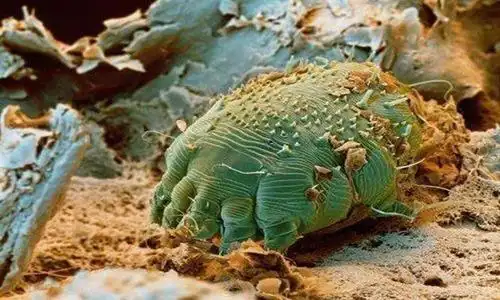 让人害怕!世界上五大种对人体最不利的寄生虫