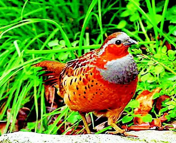 p>灰胸竹鸡(学名: i>bambusicola thoracica /i>)为 a target="