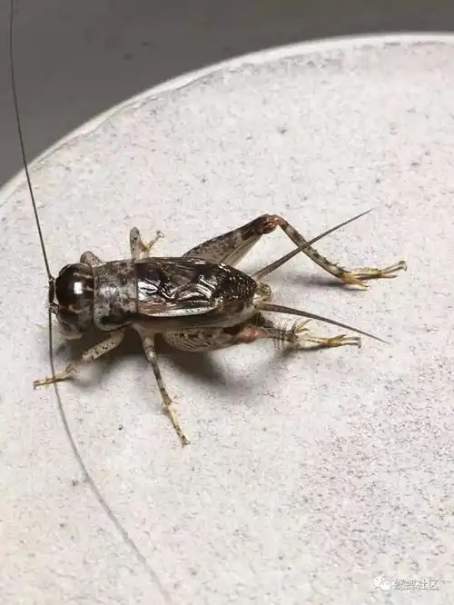 蟋蟀欣赏:紫壳,淡红牙