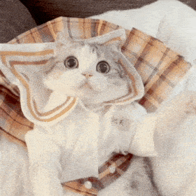 网红猫咪泡芙表情包十八