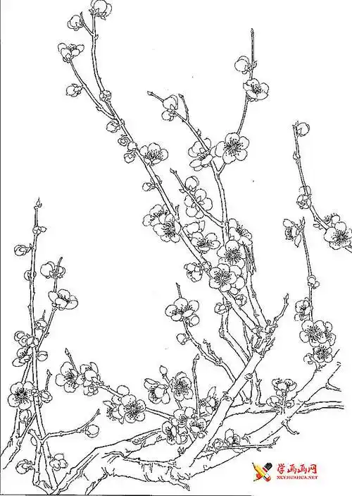 白描梅花图片大全