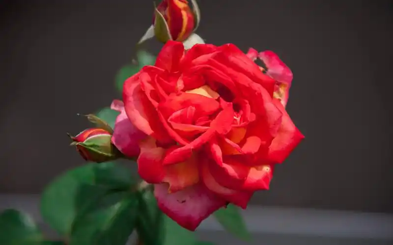 唯美艳丽红玫瑰摄影图片桌面壁纸