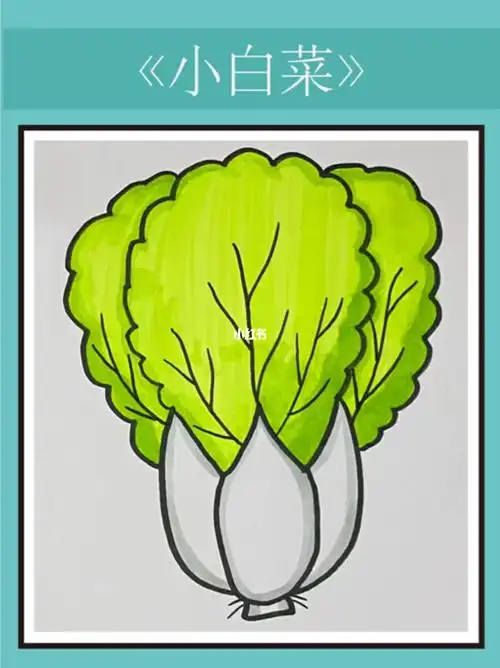 白菜简笔画教程