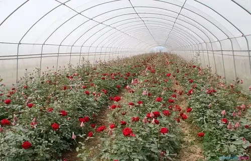 大棚玫瑰花苗怎样种植