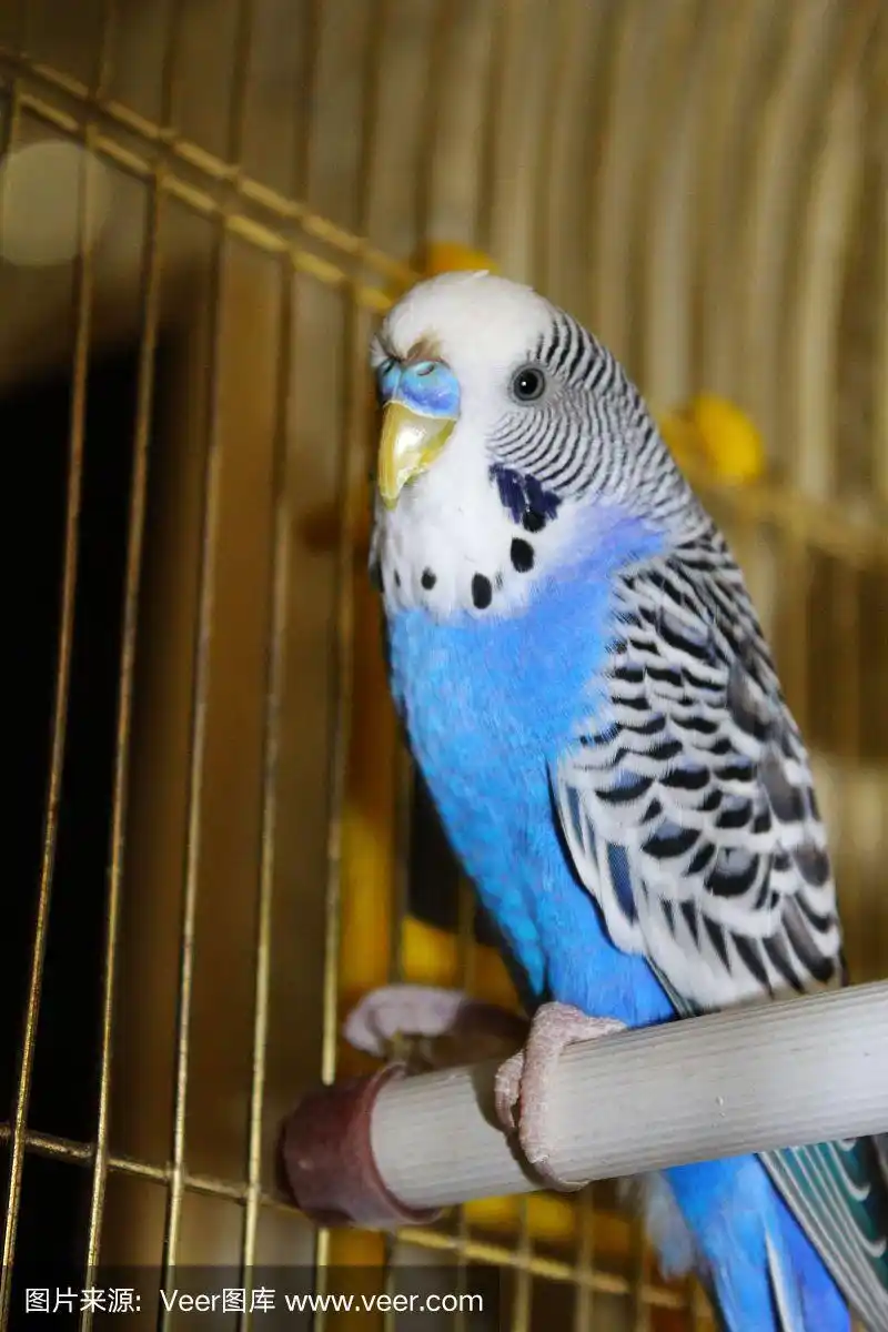 小蓝虎皮鹦鹉