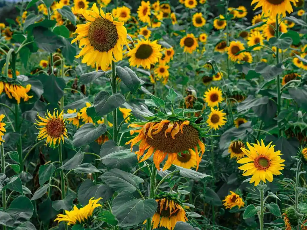 送你一朵小黄花#临潭摄影联盟 #向阳花 #摄影是写给时光的情 - 抖音