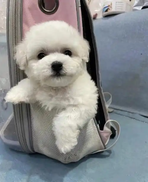 比熊幼犬领养价找新家咯